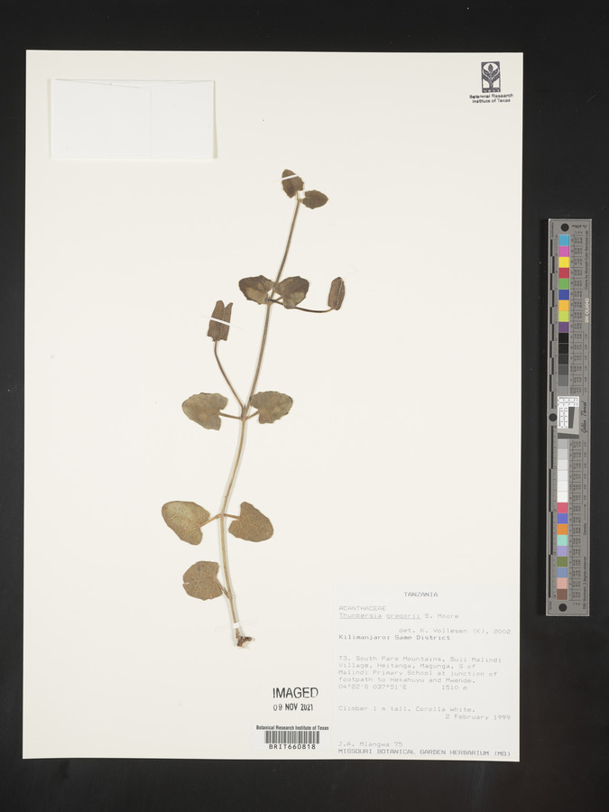 Thunbergia gregorii image