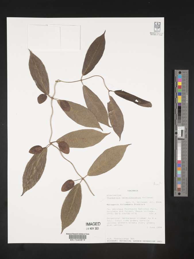 Thunbergia heterochondros image