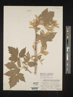 Acer negundo var. californicum image
