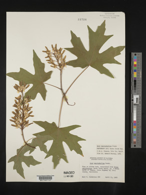 Acer macrophyllum image