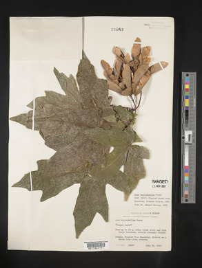Acer macrophyllum image