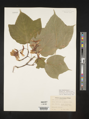 Acer pensylvanicum image