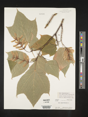 Acer pensylvanicum image