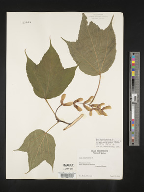 Acer pensylvanicum image