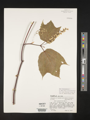 Acer pensylvanicum image