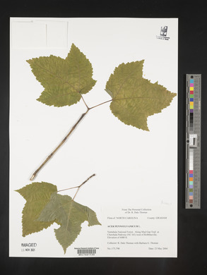 Acer pensylvanicum image