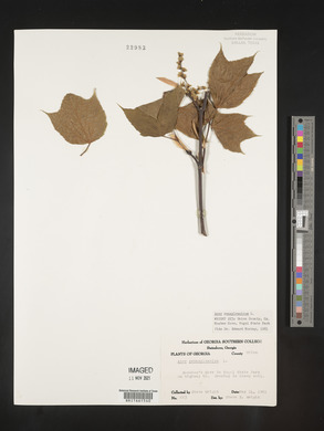 Acer pensylvanicum image