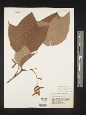 Acer pensylvanicum image