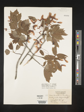 Acer rubrum var. trilobum image