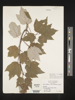 Acer rubrum var. trilobum image