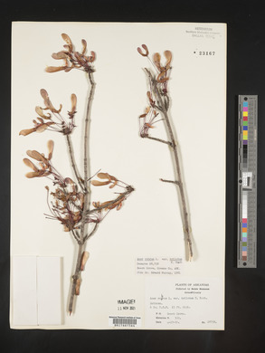 Acer rubrum var. trilobum image