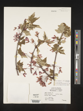 Acer rubrum var. trilobum image