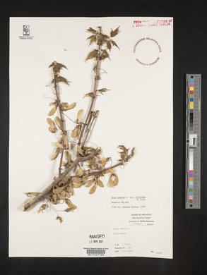 Acer rubrum var. trilobum image