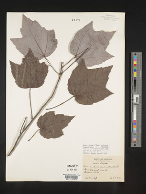 Acer rubrum var. trilobum image