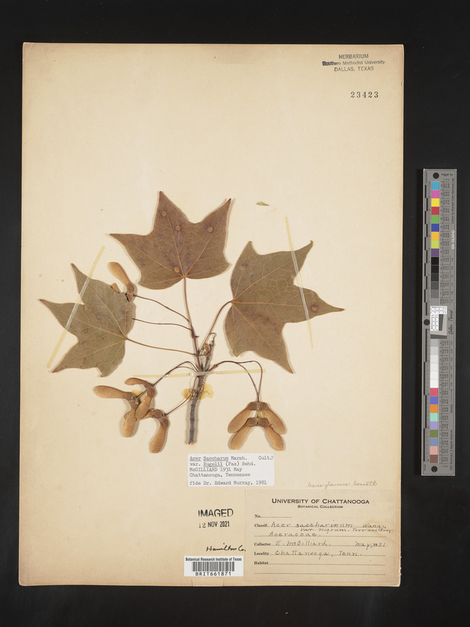 Acer saccharum var. rugelii image