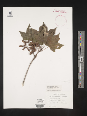 Acer saccharum var. rugelii image