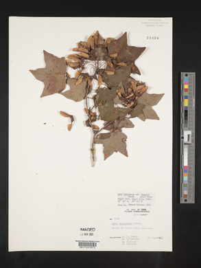 Acer saccharum var. rugelii image