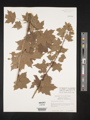Acer saccharum subsp. leucoderme image
