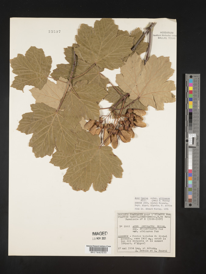 Acer obtusatum image