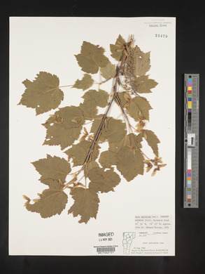 Acer spicatum image