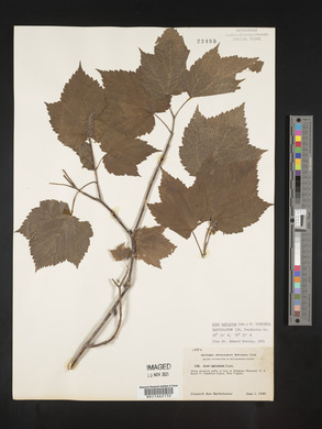 Acer spicatum image