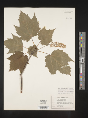 Acer spicatum image