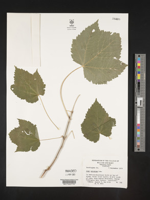 Acer spicatum image