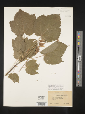 Acer spicatum image