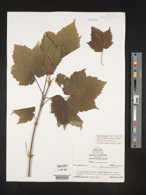 Acer spicatum image