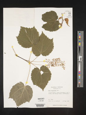 Acer spicatum image