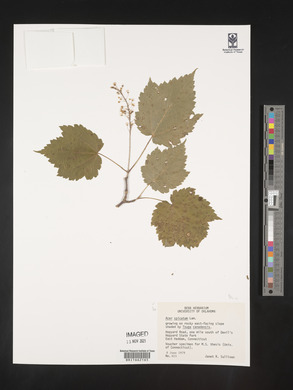 Acer spicatum image