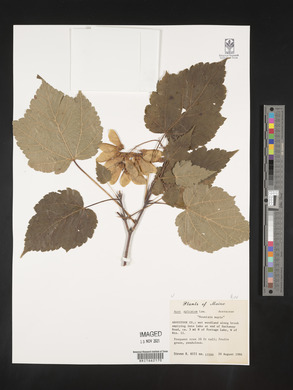 Acer spicatum image