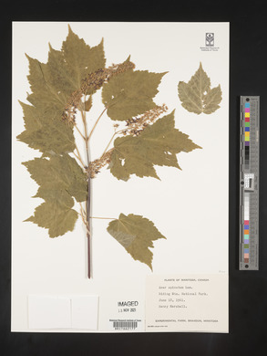 Acer spicatum image