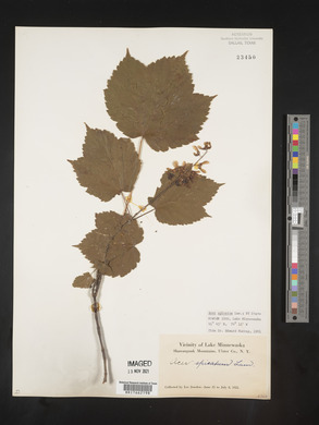 Acer spicatum image