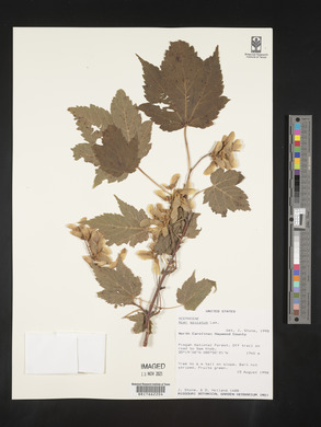 Acer spicatum image