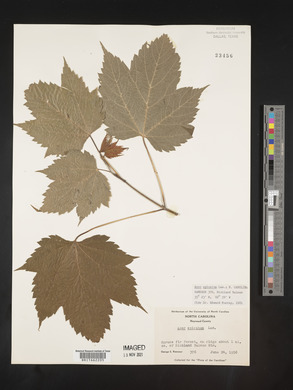 Acer spicatum image