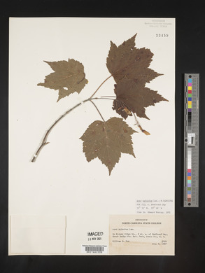 Acer spicatum image