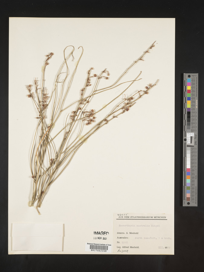 Macarthuriaceae image
