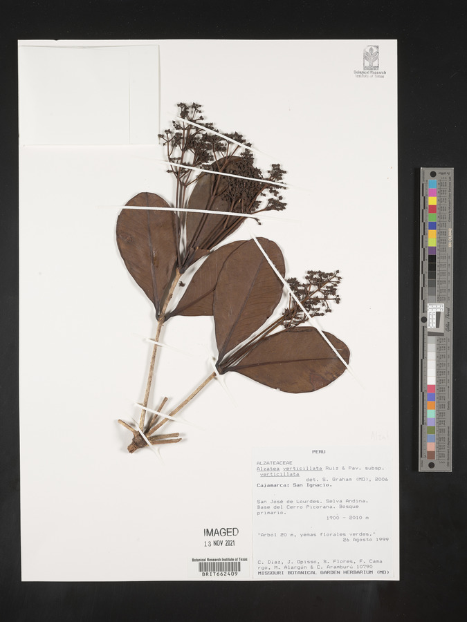 Alzatea image