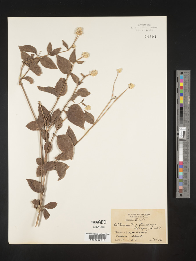 Alternanthera ramosissima image