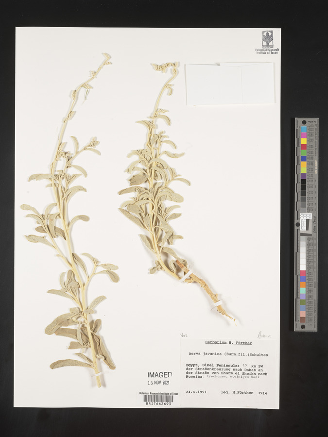Aerva javanica image