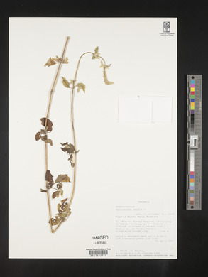 Achyranthes aspera image