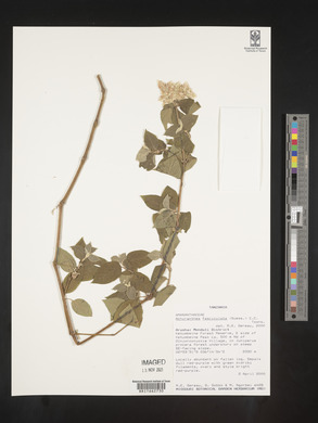 Image of Achyranthes fasciculata