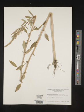 Amaranthus tuberculatus image