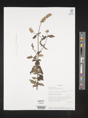 Cyathula cylindrica image