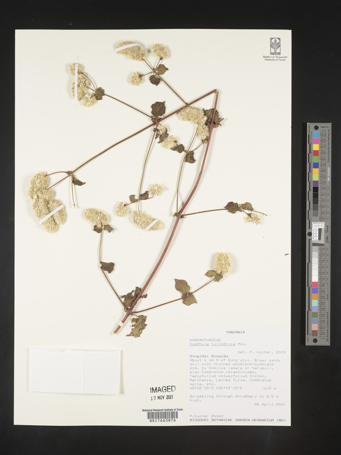 Cyathula cylindrica image