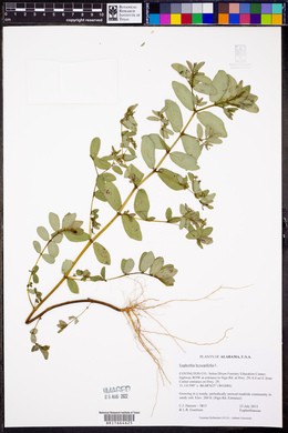 Chamaesyce hyssopifolia image