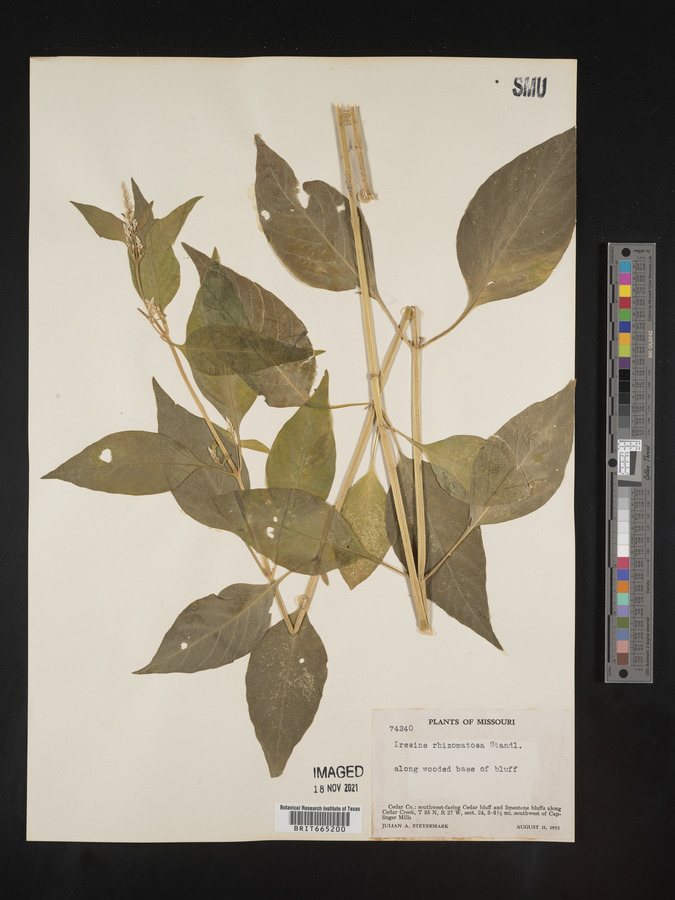 Iresine rhizomatosa image