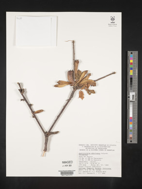 Image Associated With the Occurence