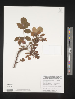 Image Associated With the Occurence